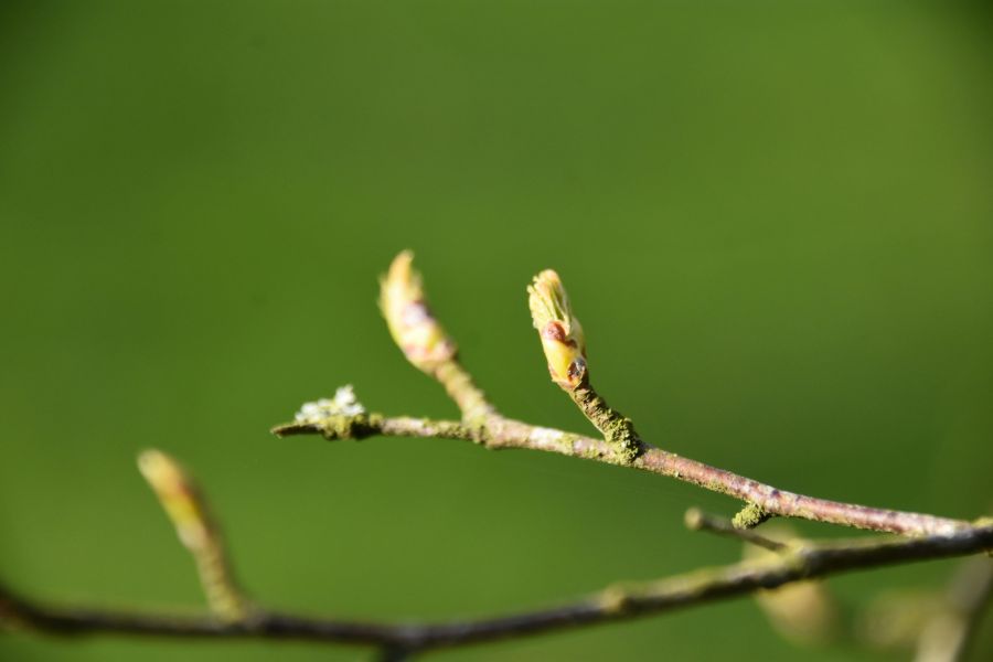 Foto: Louis Marie dOrgeville/Unsplash