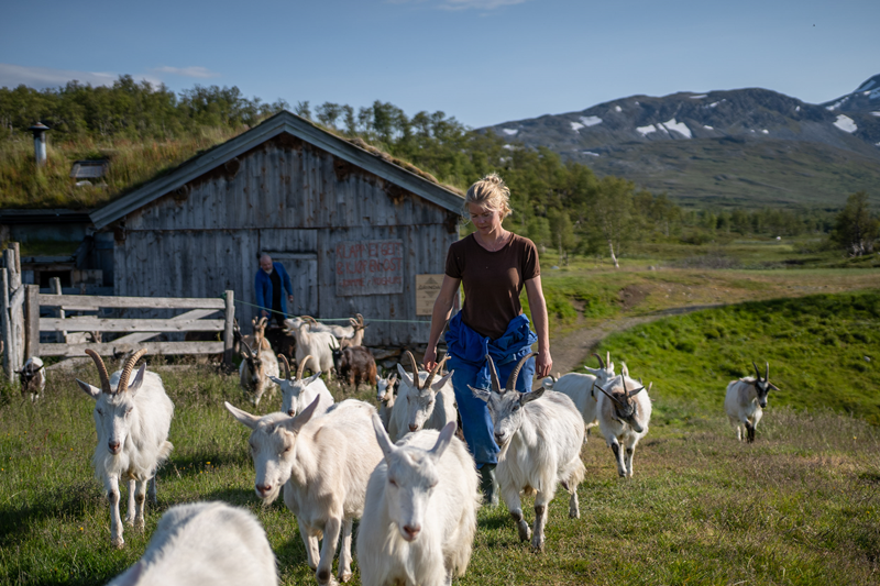 Frå Jelsetra. Foto: Osteglad