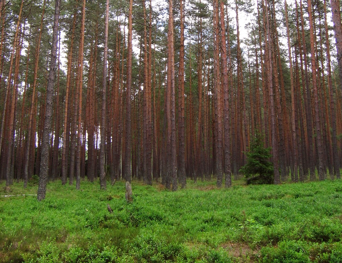 For å produsere nok papir til alle søknadene Kulturrådet får og behandlar i løpet av eit år, må ein hogge ned ein liten skog.